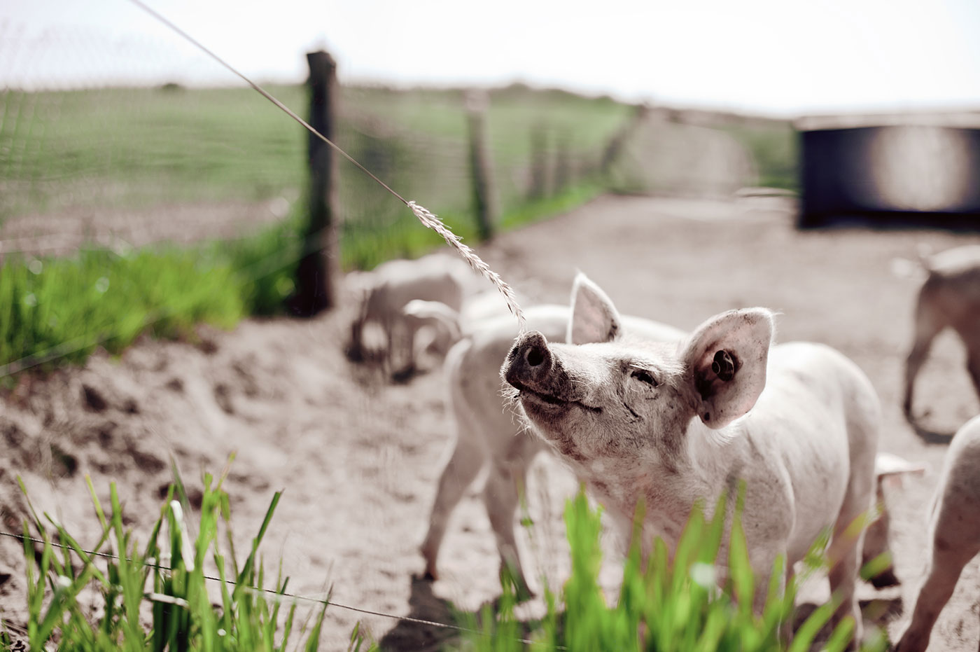 Schwein