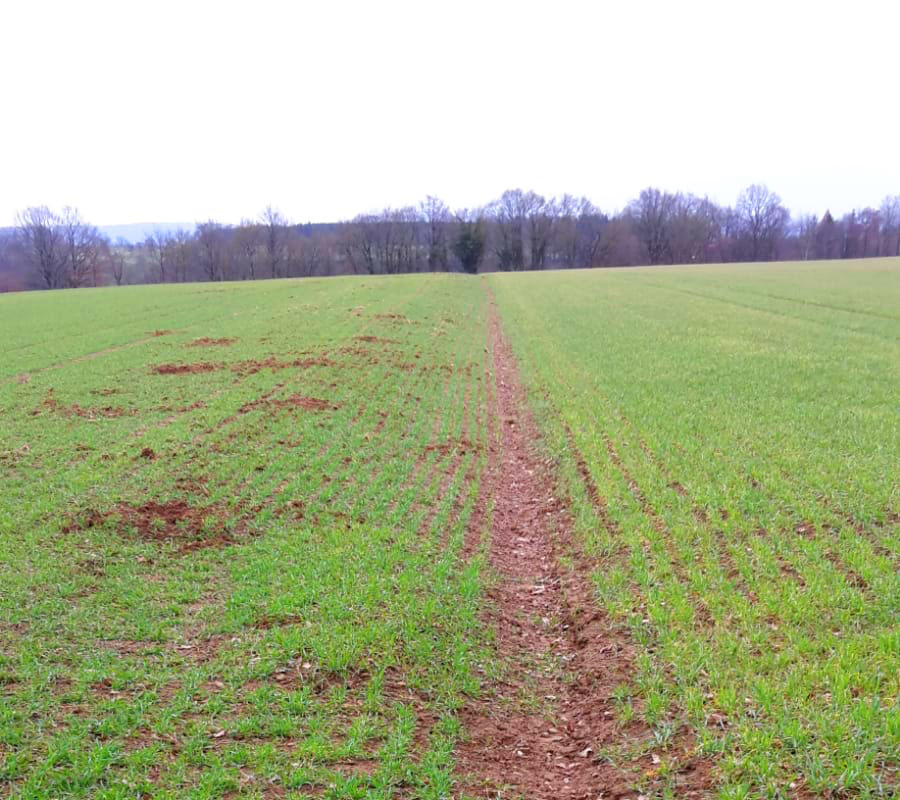 Versuch: links ohne, rechts mit Anwendung von plantavid boden WUS